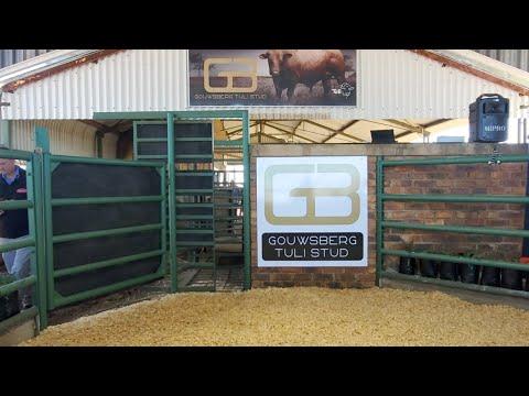 Gouwsberg Tuli Auction live from Bronkhorstspruit, South Africa