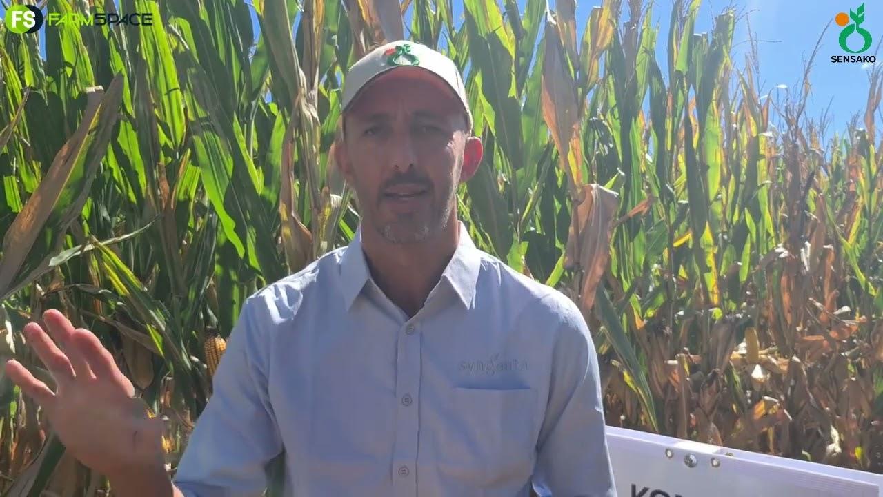 Syngenta bring hulle internasionale Saad Tegnologie na Suid-Afrika. Hoe lyk die toekoms?
