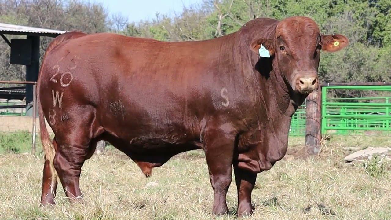 Waterford Droughtmasters bied aan WBT 20 75, die 31ste Mei 2023 te Viljoenskroon 2023 om 11:00