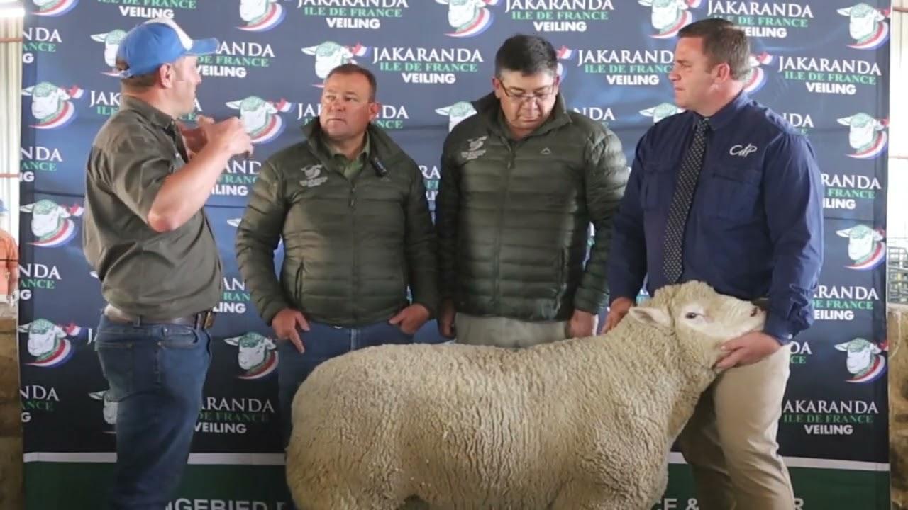 Nuwe SA Rekord van R120 000 vir n Ile de France Ram, ek gesels met Flip en Mark