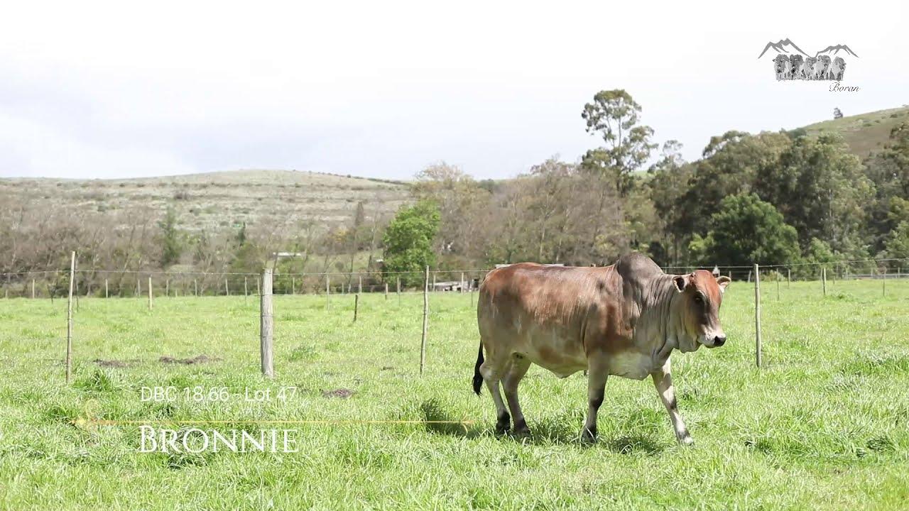 Prestige National Boran Auction Lot 47 - DBC 18 66 - Bronnie