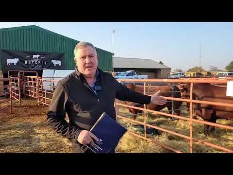 Hotspot Cattle Droughtmaster en Boran Veiling 2022 - Gert Barnard
