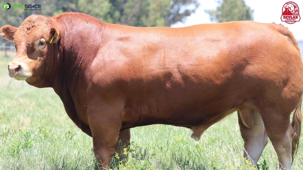 Devlan Limousins proudly presents Lot 4 DL 21 112 Remix
