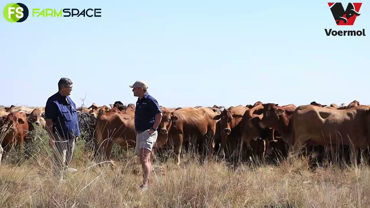 The importance of lick in the strip grazing system focused on the Northwest province.