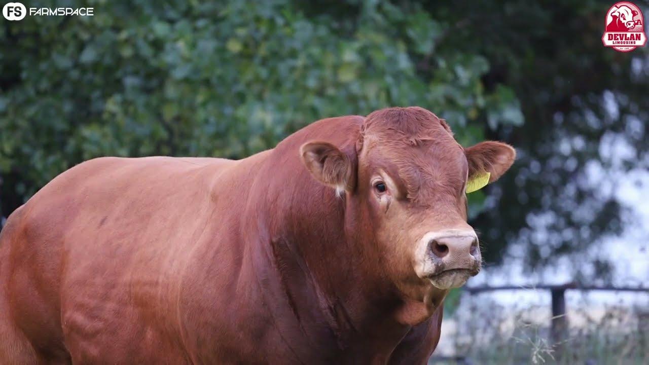Devlan Imagination DL20142 'strutting his stuff' has been nominated by the Limousin Breed Society...