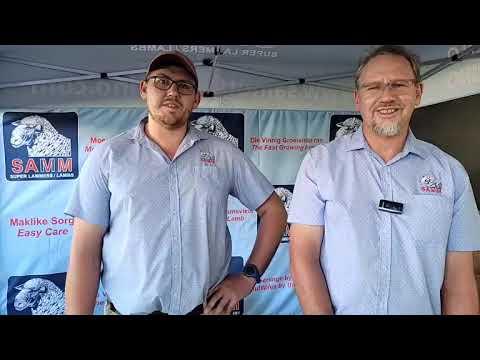 Junior Kampioen Ram by die SAVM Nasionale Skou