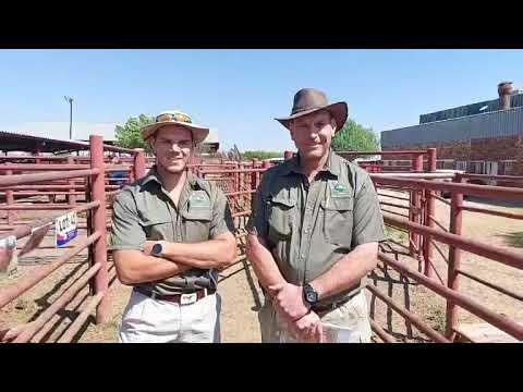 Wynand en Philip Potgieter van NGB Beefmasters vertel ons hoekom hulle die Beefmaster ras verkies.