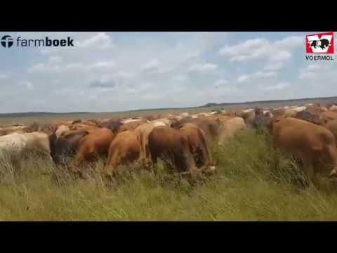 Gideon antwoord in die veld die vrae wat opkom en verduidelik sy metodiek.