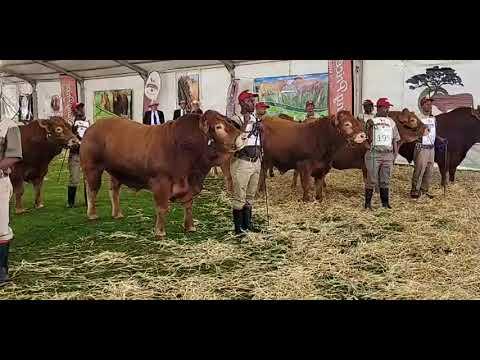 Limousin South Africa Championship 2022: Progeny of two