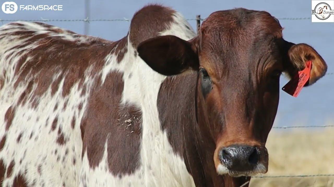 JB Borane proudly presents Lot 92 – JBB 19-90 at the Boran National Auction 2022.