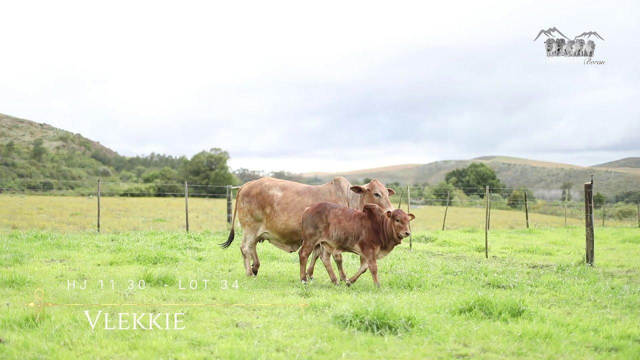 Prestige National Boran Auction Lot 34 - HJ 11 30 - Vlekkie