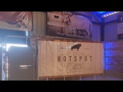 Hotspot Boran en Droughmaster Veiling