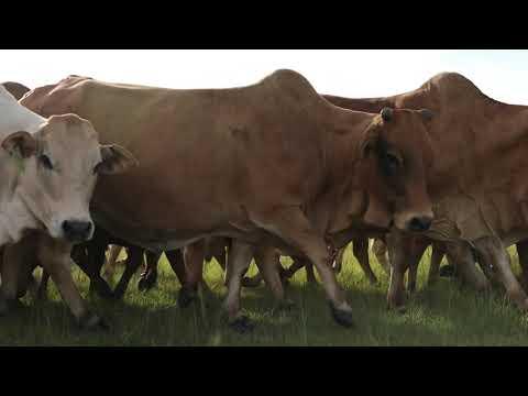 Fonteine Boran Production Auction 5 June 2021 Derby.