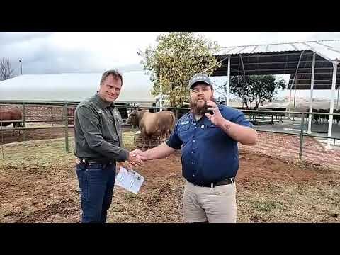 Moenie Gouwsberg Tulis Stud se produksieveiling more mis nie!