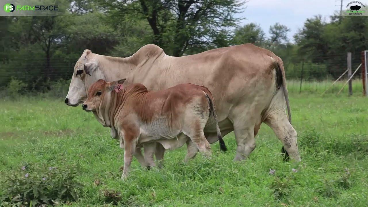 Olifantsklip Game Farm and Boran Stud  | CP 20 19 | Ntaba Nyoni Auction | 2 March 2024