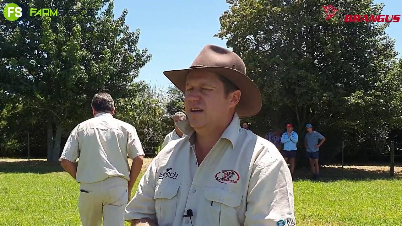 'n Goeie bul kom van 'n goeie moeder af - KZN Brangus Informasie Dag 2021