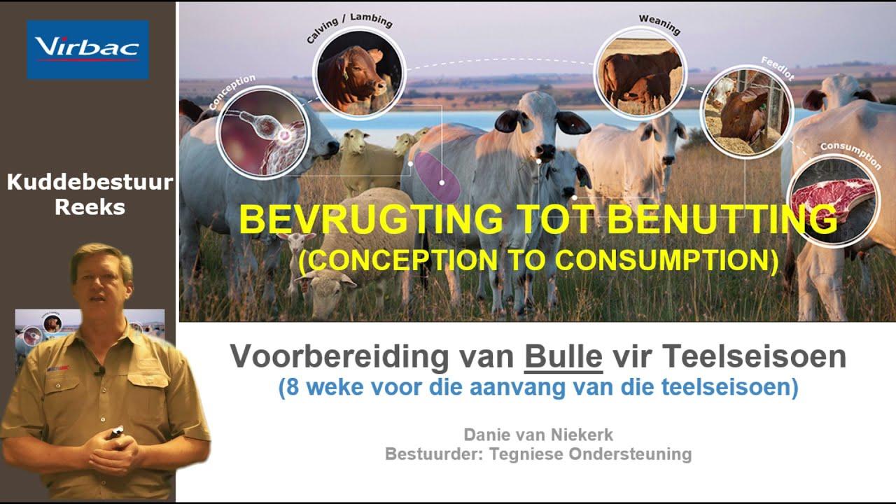 Danie van Virbac beklemtoon die voorbereiding van bulle vir teelsesoen - Deel 1