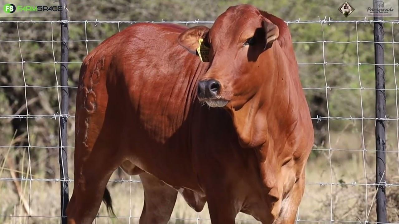 Very Long Feminine Heifer from Gerben Boran available on the Primigravida Boran Heifer Auction.