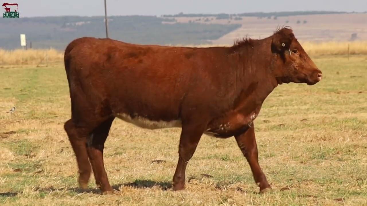 Lot 20 - NMS 20-83 op die Niemen Beef Shorthorn Veiling, 15 Oktober 2022.
