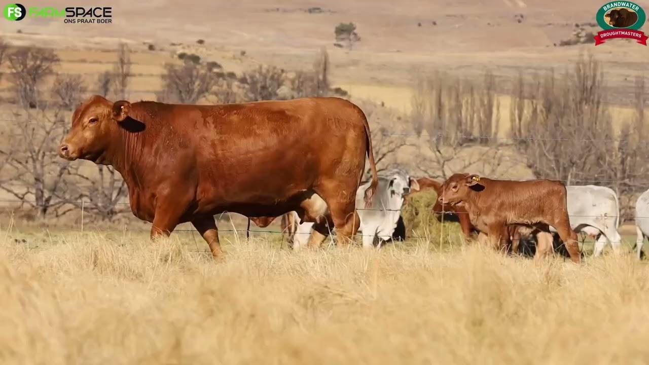 HOT 20 - 728 | Brandwater Droughtmasters | Droughtmaster Eastern Club | 14 September 2023