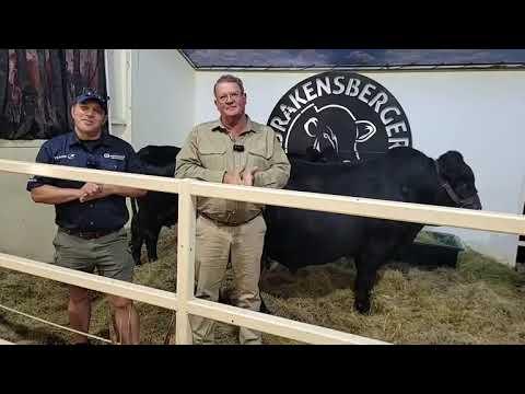 Nampo 2023 - Drakensberger SA