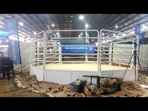 The 1st Droughtmaster S.A. National Auction live from the Afridome in Parys