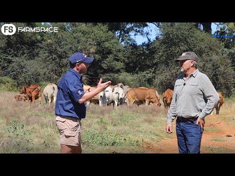 Francois Smit gesels oor die Fonteine stoet, beproefde lyne wat op die veiling kom