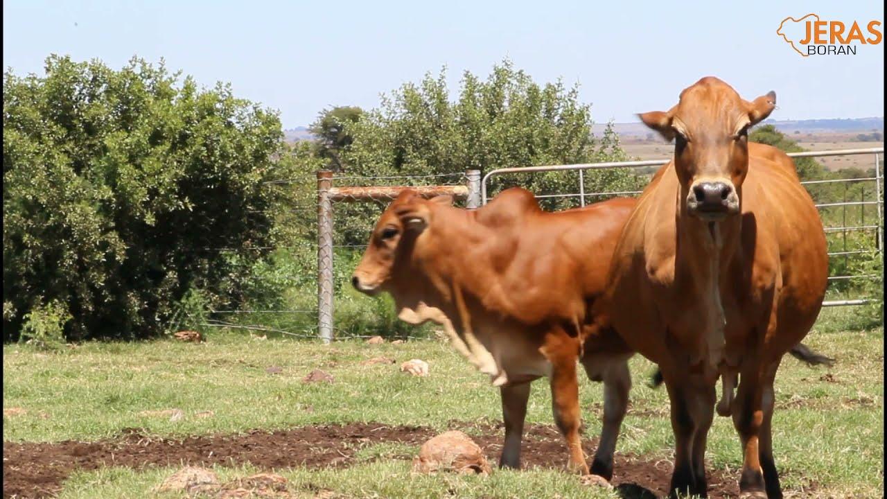 Jeras Alliance Boran Auction CFH 10 78