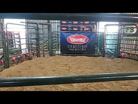 OTVL Bull Auction 2022