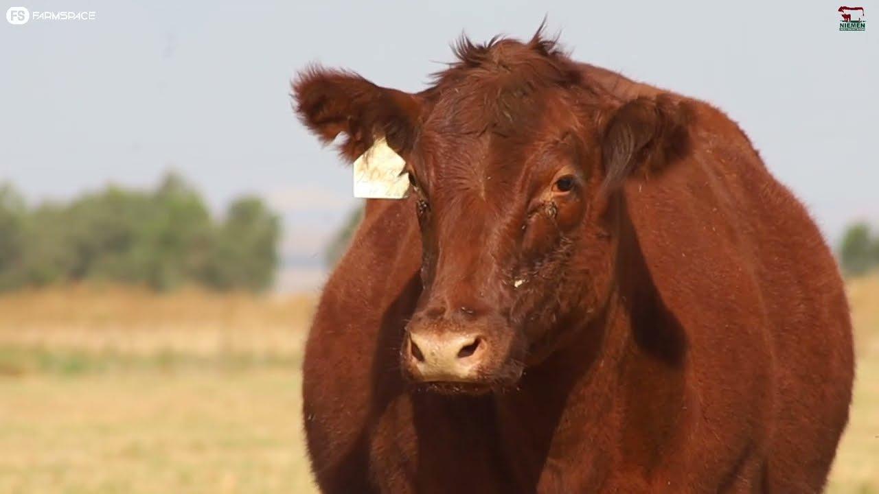 Lot 17 - NMS 20-32 op die Niemen Beef Shorthorn Veiling, 15 Oktober 2022.