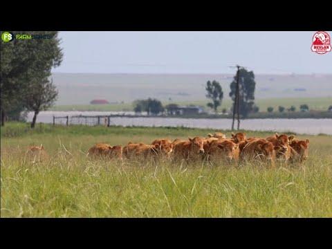 John stap al 3 dekades 'n pad met die Limousins: funksioneel, fenotipiese korrek en vrugbaar.