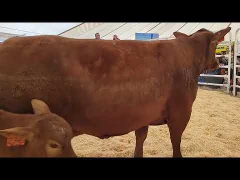 Rocky Droughtmaster Auction