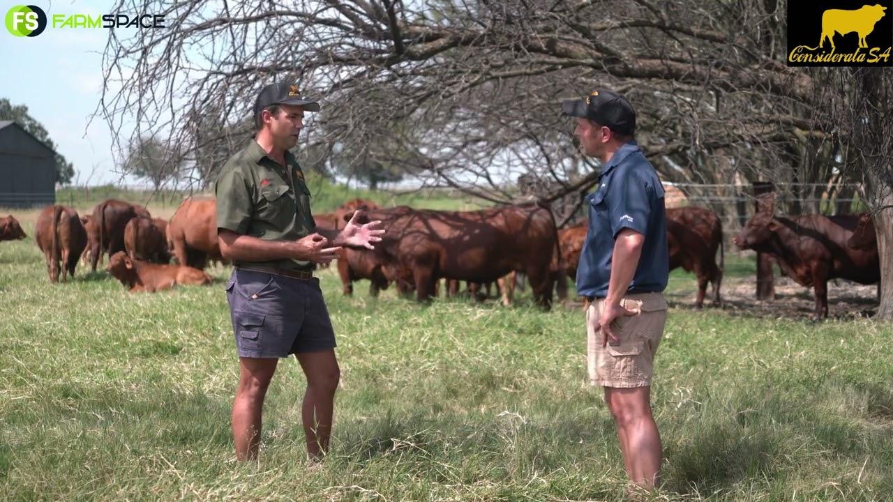 I spoke with Johan about the first Droughtmaster auction since the breed was registered.