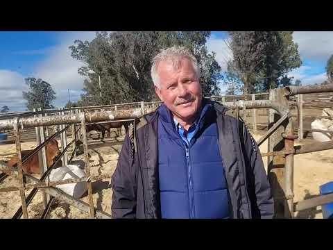 Die nuwe ras adviseur van Droughtmaster SA, Marius Barkhuizen