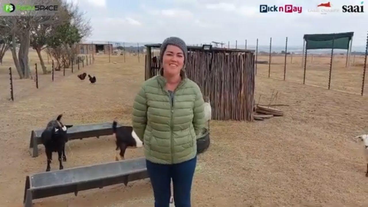 Chantel Smit van CH Boerdery vertel ons hoekom hulle n veld bok ingeskryf vir Lamb Champs 2024