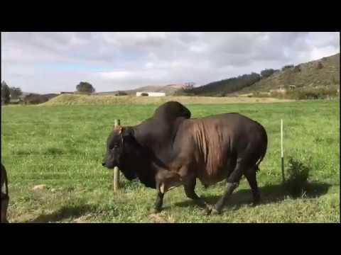 The Cape Boran Auction - 16 November 2019