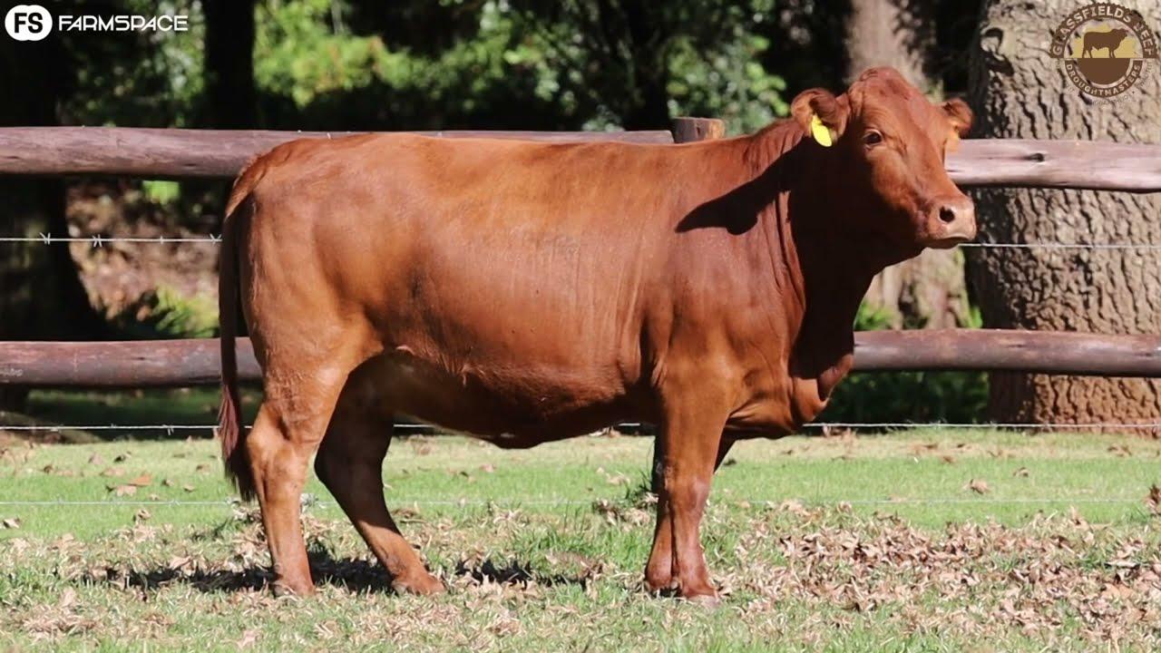 GRB 19 280, Lot 90 Not just a looker but functional, efficient & available for your consideration