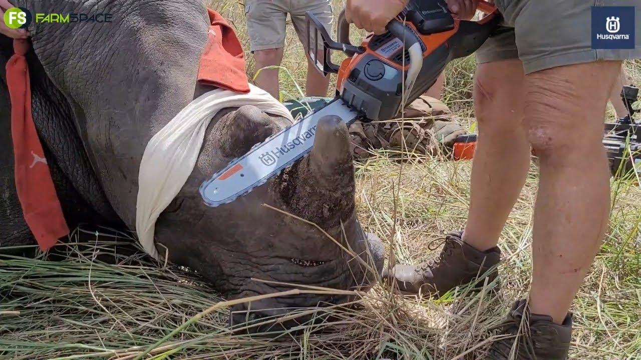 Rhino dehorning with Husqvarna - How are their products making a difference?