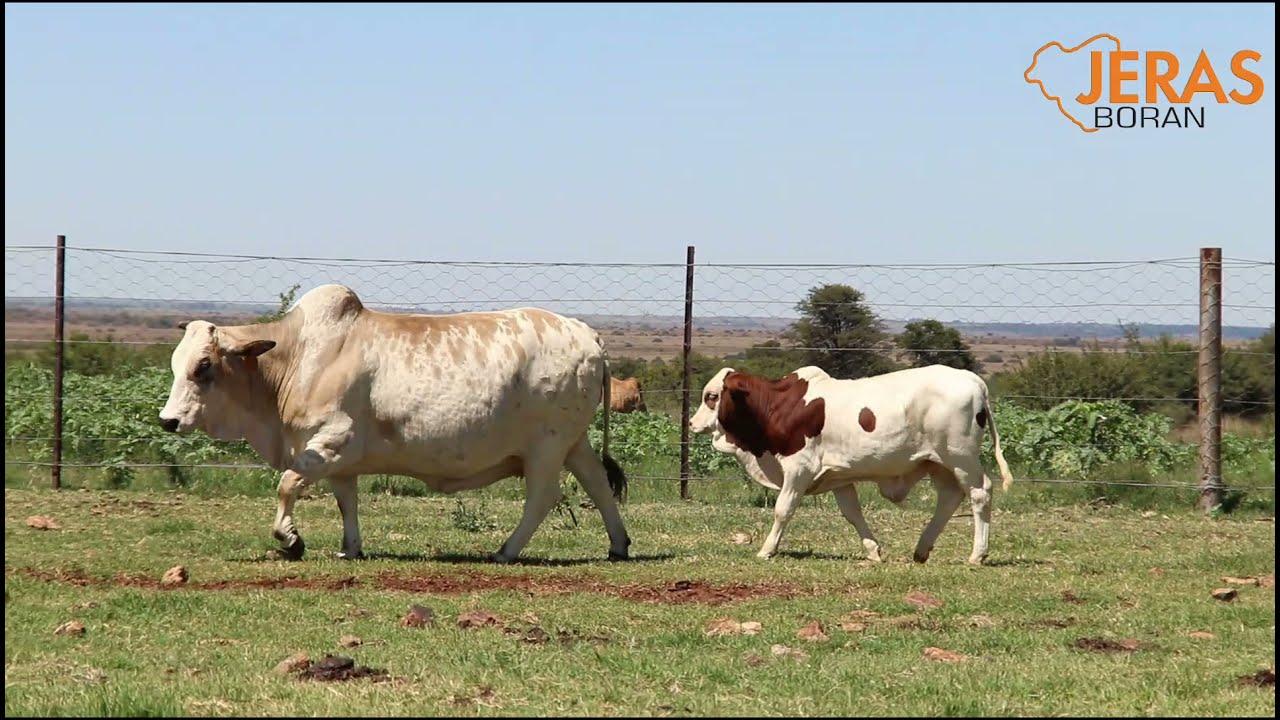 Jeras Alliance Boran Auction WJ 13 110