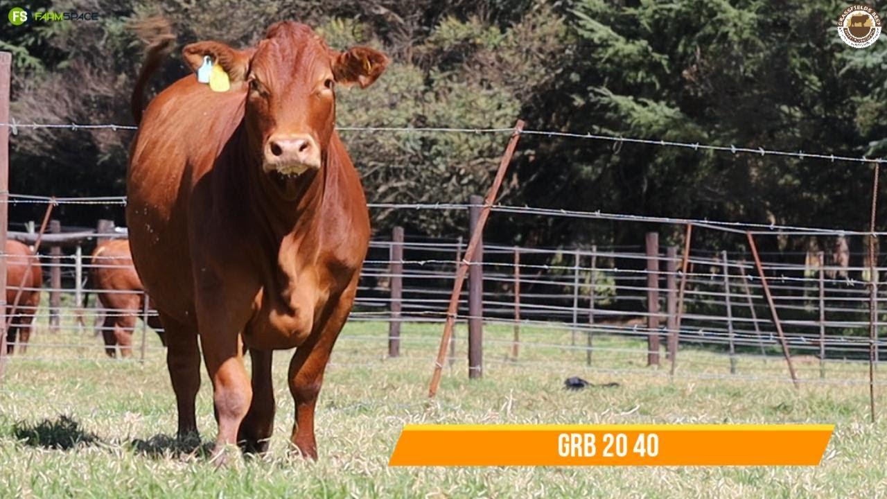 Lot 93 | GRB 20-0040, pregnant from Grassfields Beef
