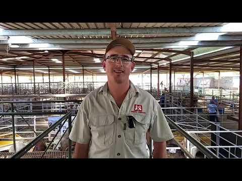 Die keuring vir die diere by die Limpopo Prestige Boran Veiling 2023 is gedoen.