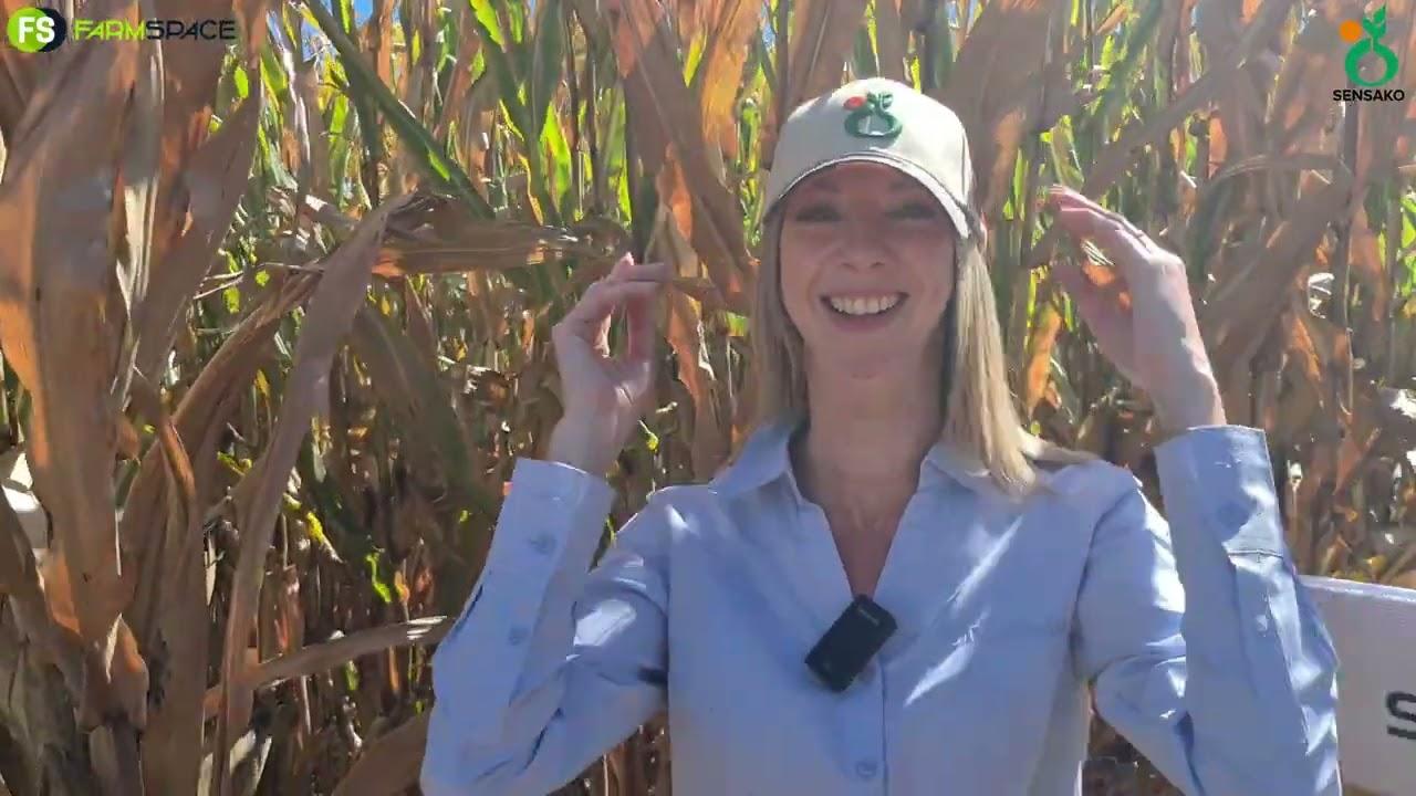 Hoe lyk Sensako se tegnologie planne vir die toekoms saam met Syngenta?