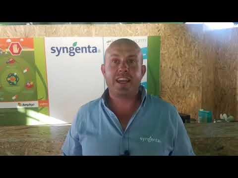 We have Francois and Francois at Syngenta - Nampo 2019