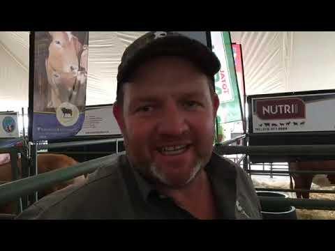 SA Brafords Cattle Breed here at ALFA Expo 2019