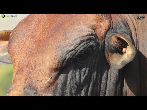 DBC 16 6 | Lot 23 | This is a Boran Bull | Cape Prestige 12 November | Mossel Bay | 11:00
