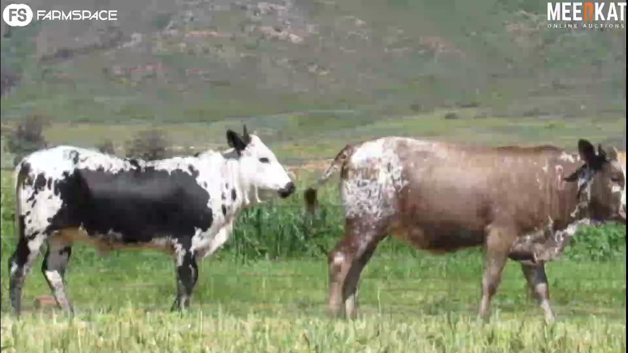 Regainer Nguni Auction Presents - Lot 51 (Commercial)