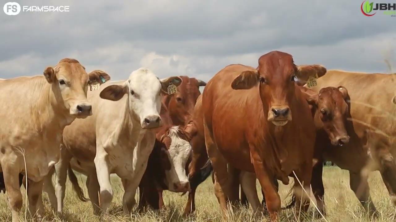 JBH Simbra se 9de Produksie veiling vind plaas 23 Februarie