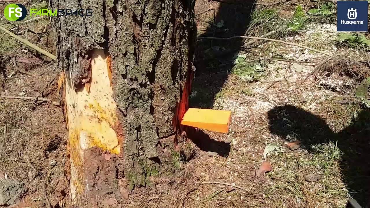 Husqvarna - Mark Explains Tree Felling