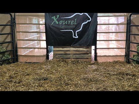 Xourel Limousin auction live from Coligny, South Africa