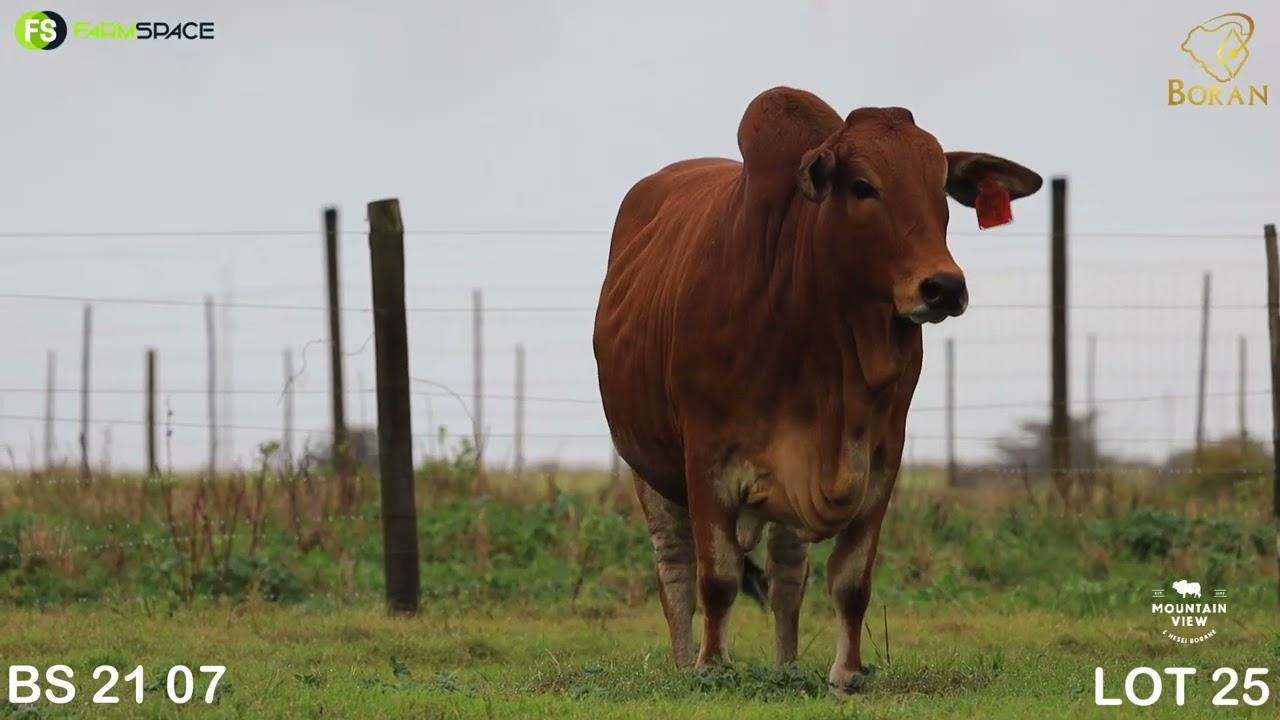 Lot 25 | BS 21 07| Mountain View & Hessi Borane | Road to the Boran National Auction | 15 July 2023